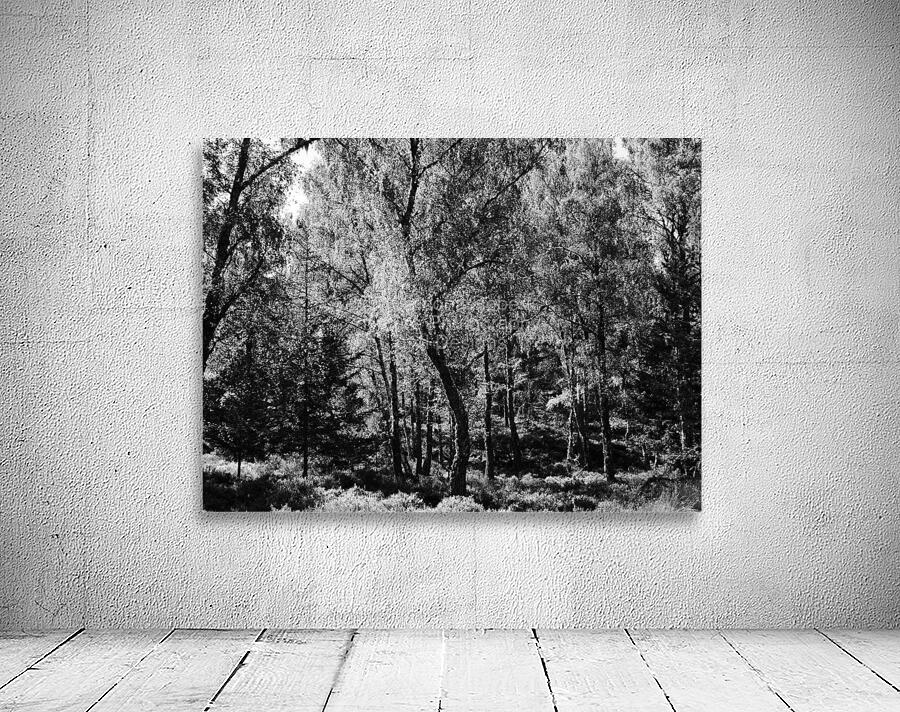 Scottish Highlands Black and White Forest Wall Preview