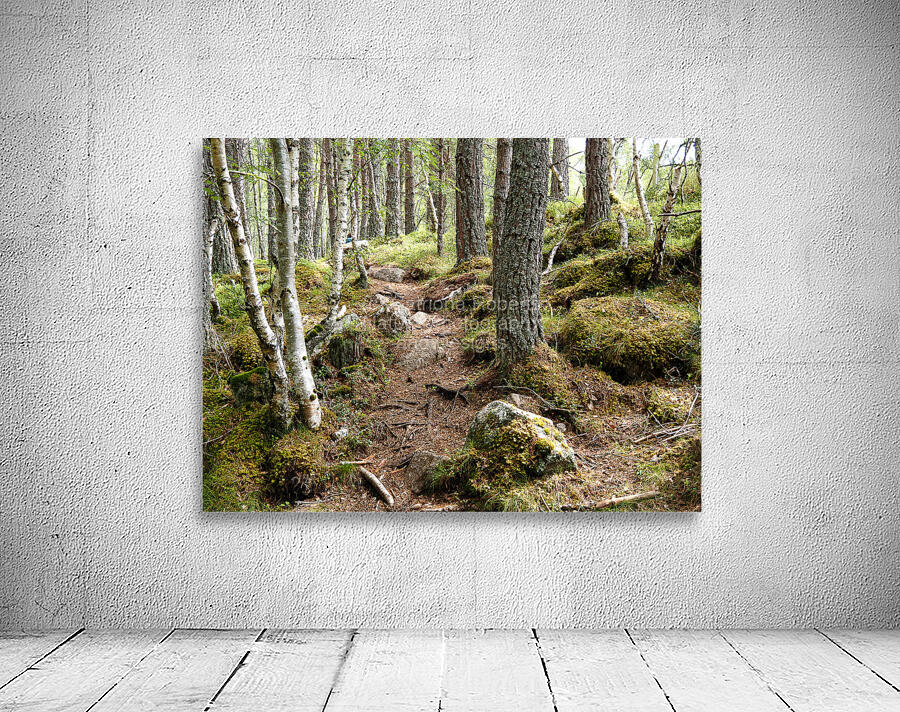  Scottish Highlands Forest Trail                                                                                                                     Wall Preview