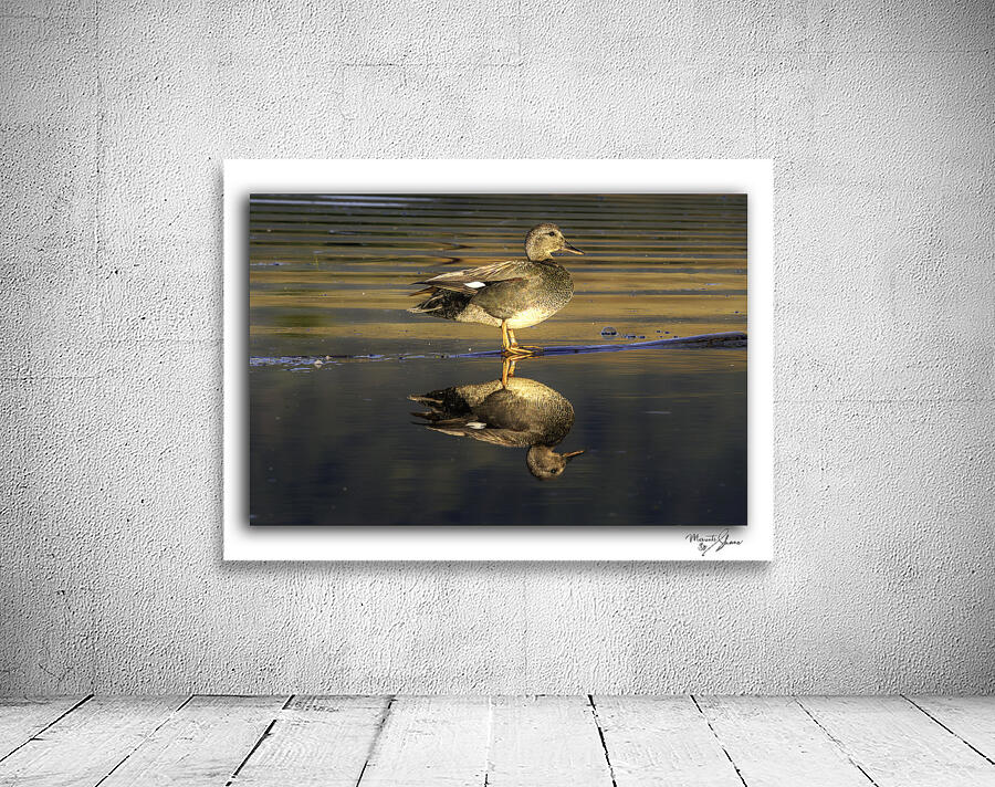 The Golden Gadwall by Moments By Shane