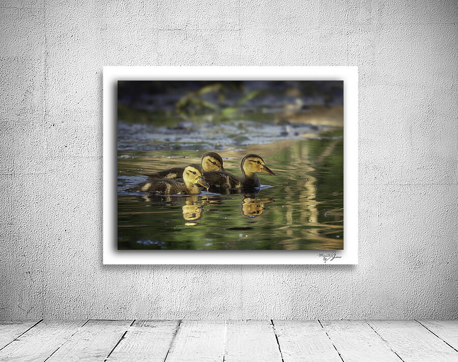 Sibling Ducklings by Moments By Shane