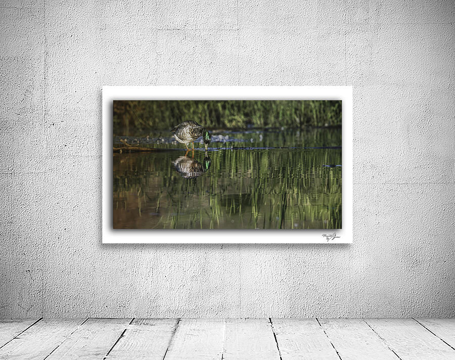 Sipping Mallard Drake by Moments By Shane