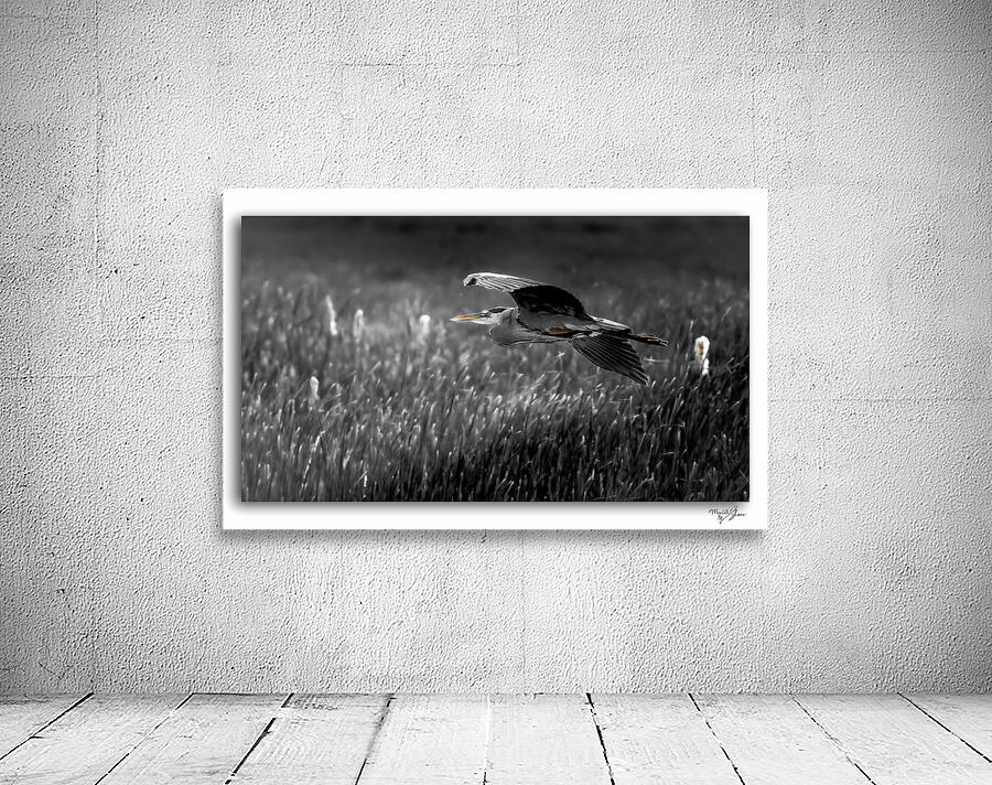 A Gentle Glide by Moments By Shane