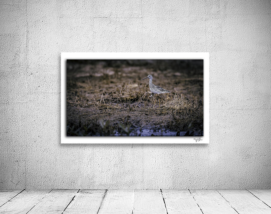 Greater Yellow Leg 1 Wall Preview