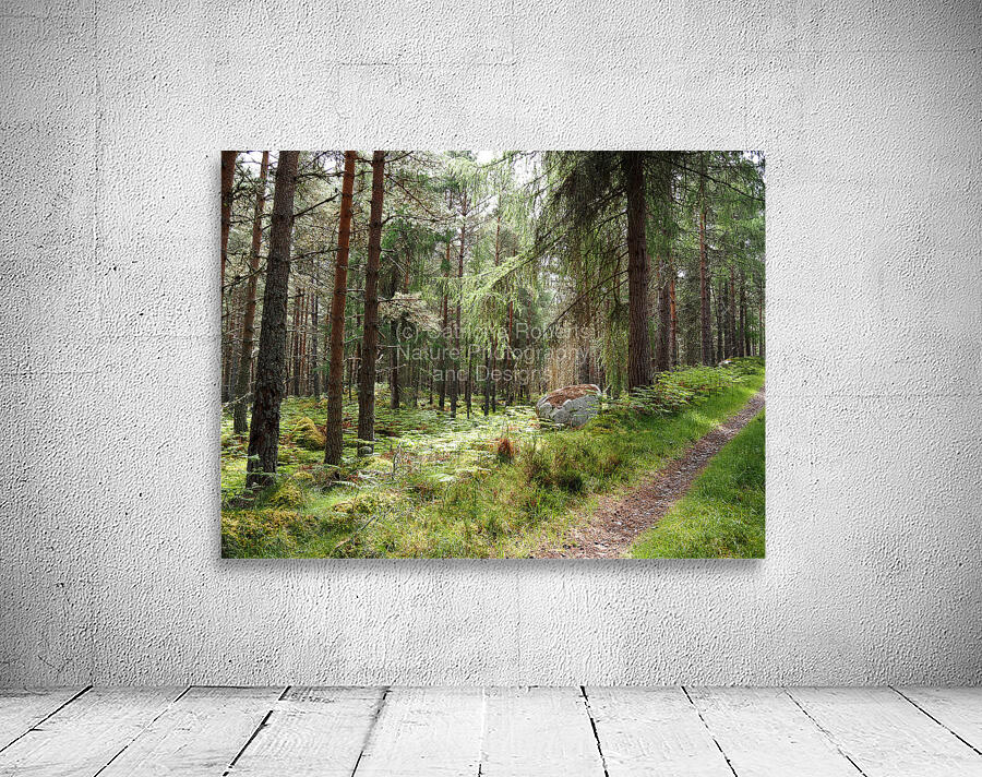  Pine and Spruce Forest Path through the Scottish Highlands                                                                                                                      Wall Preview