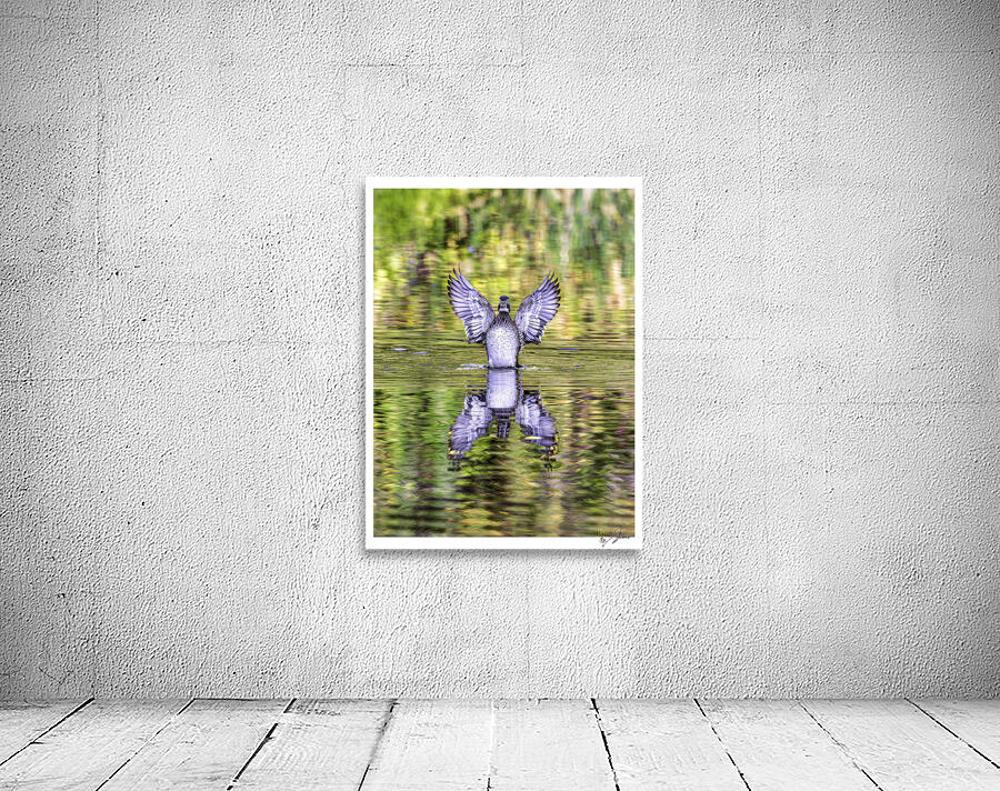 Wood Duck Hen Spread Wall Preview