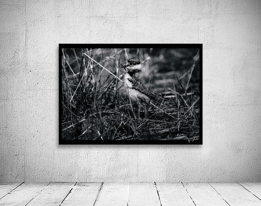 Cloaking Killdeer Wall Preview