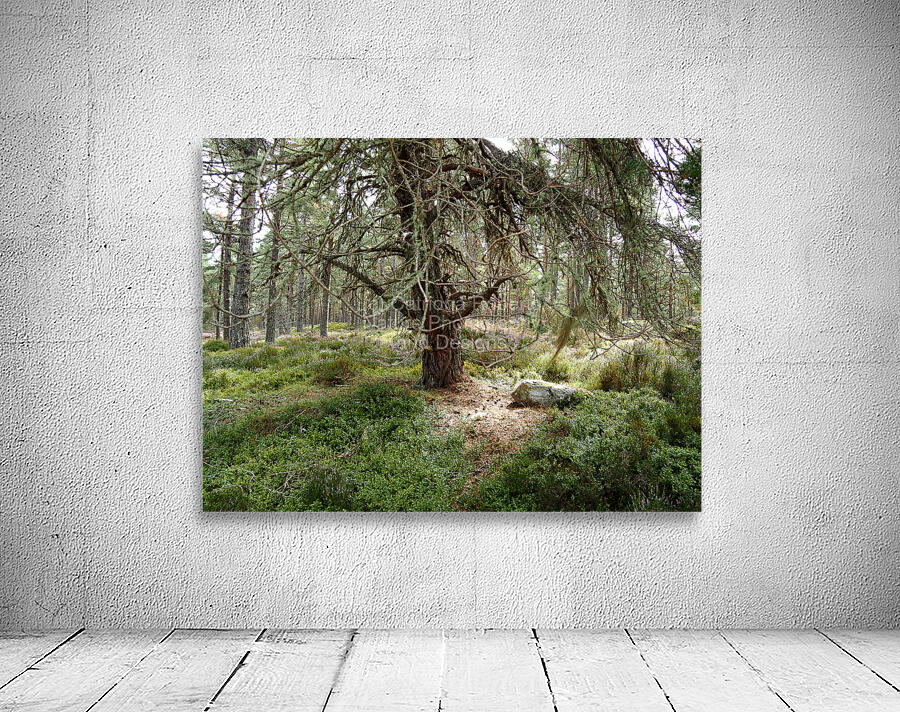 Scottish Highlands Serene Forest with Mossy Tree                                                                                                                      Wall Preview