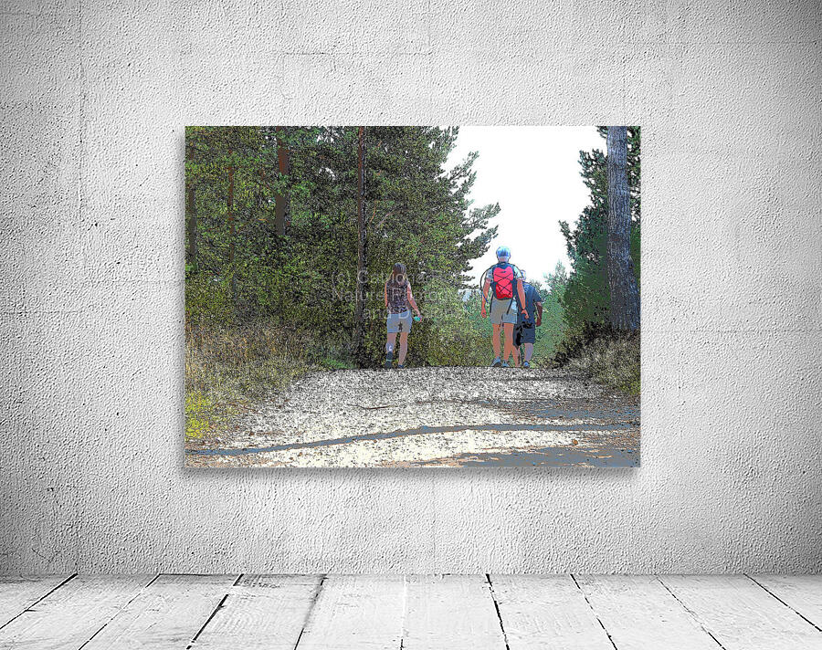  Walking the Forest Trails in the Scottish Highlands                                                                                                                     Wall Preview