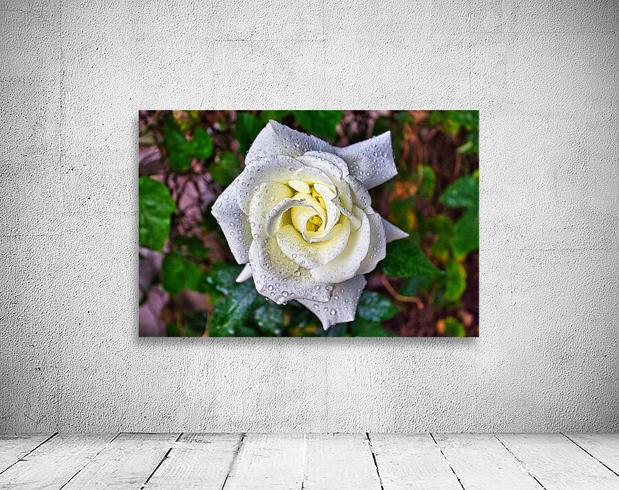 WHITE ROSE   Wall Preview