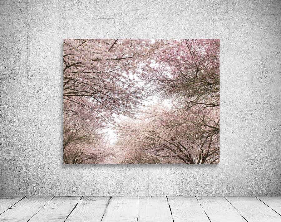 Pink Canopy Wall Preview