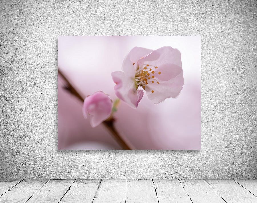 Etamines Wall Preview