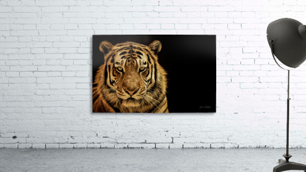 Massive Siberian Amur Tiger  by Julian Starks Photography