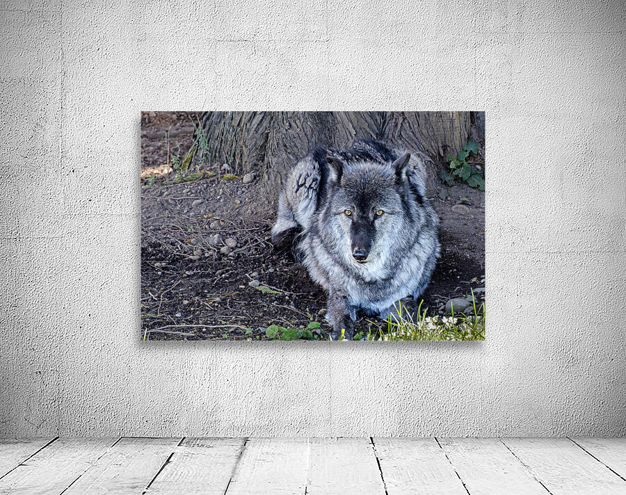Gray Wolf resting beneath a tree Wall Preview