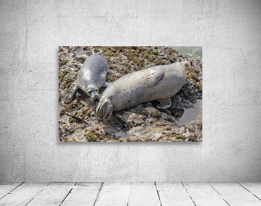 Seal pup and mom on rocks Wall Preview