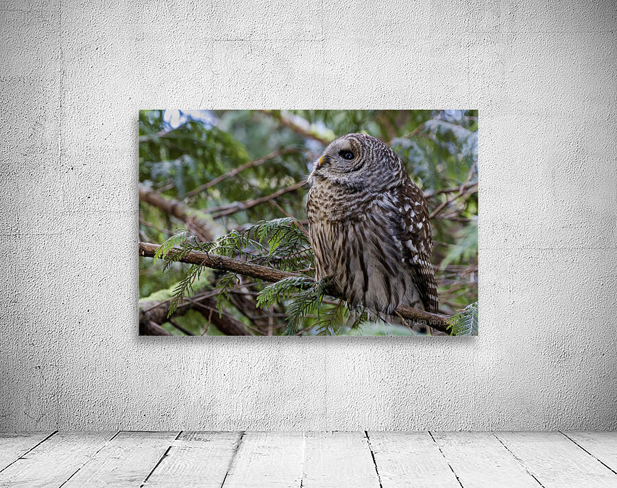 Barred Owl gazing up at the sky Wall Preview