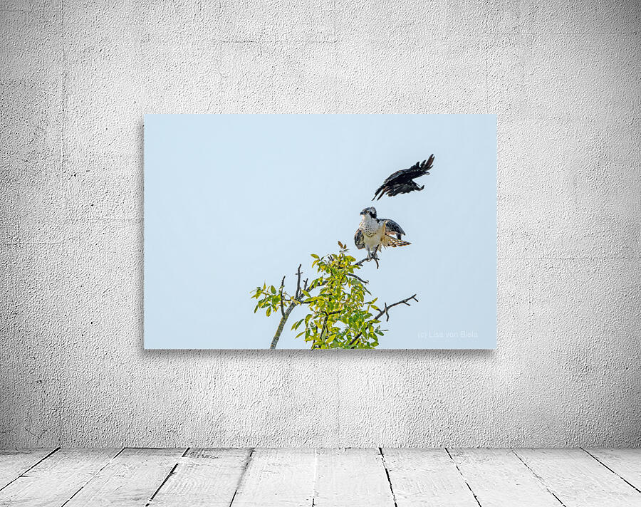 Osprey being strafed by an American Crow Wall Preview