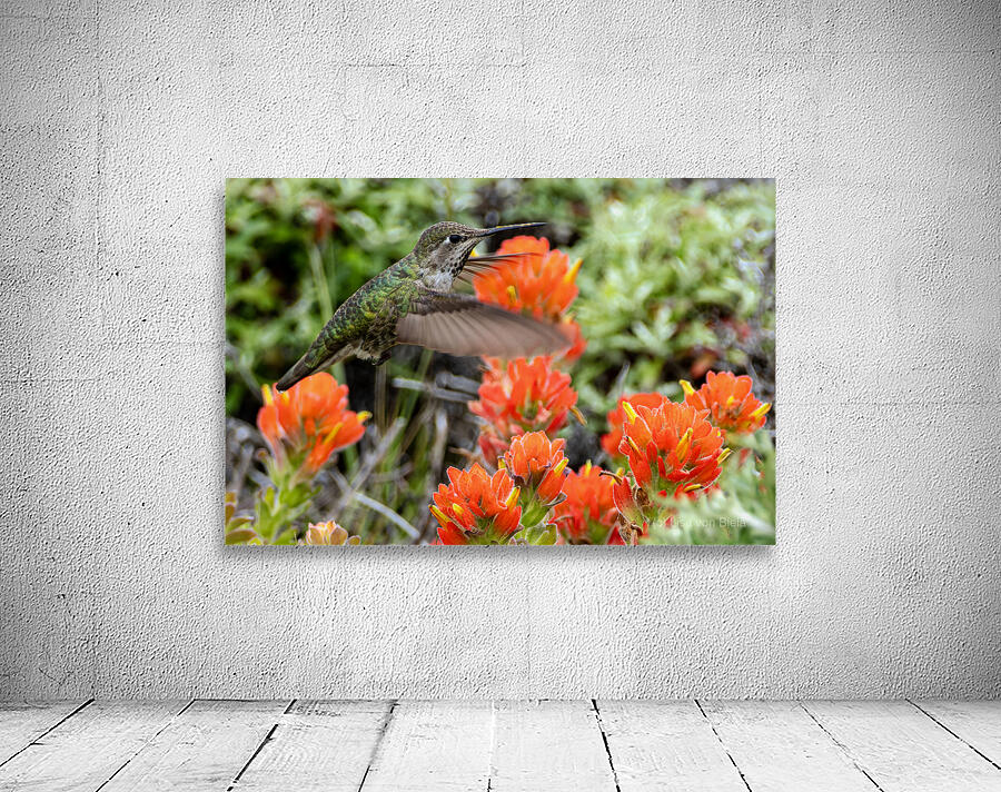 Hummingbird over orange flowers Wall Preview