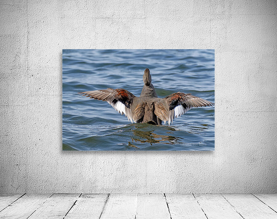 Male Gadwall wing display Wall Preview