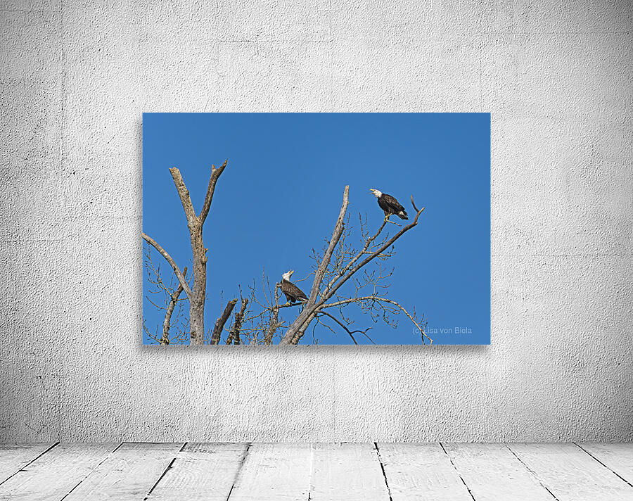 Bald Eagle Pair vocalizing to each other Wall Preview