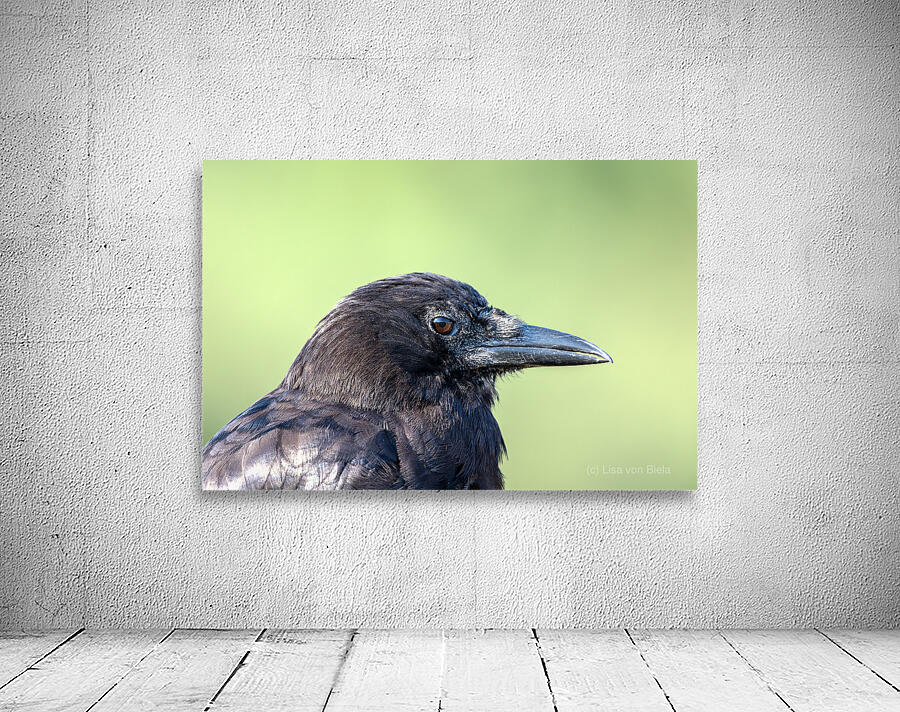 Close up profile of single American Crow Wall Preview