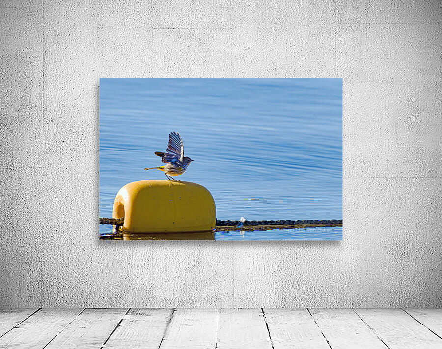 Golden crowned Kinglet Taking Off Wall Preview