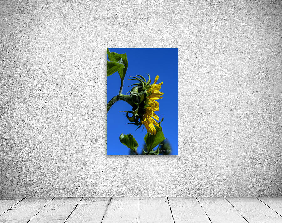 Sunflower against blue cloudless sky Wall Preview