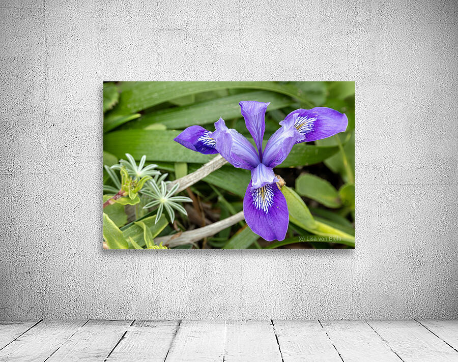 Close up of dwarf iris Wall Preview