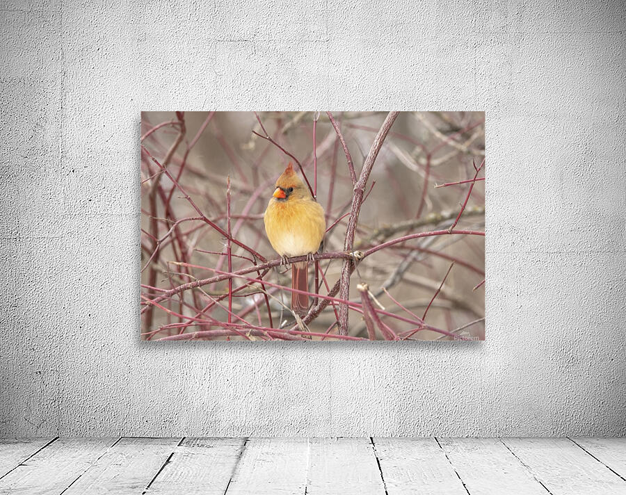 Female Cardinal On Pussy Willow by Sean Mahedy