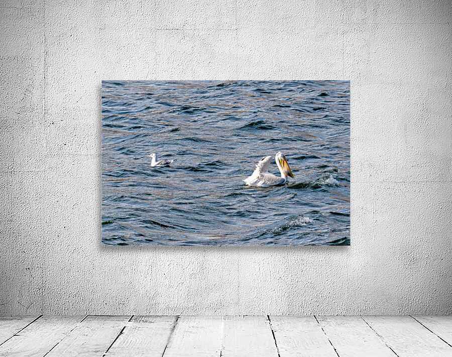 White Pelican with fish in pouch and fin showing Wall Preview