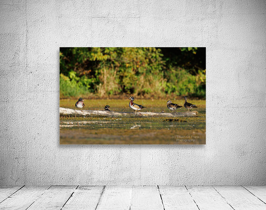 0C5A2812 Wood Ducks Wall Preview