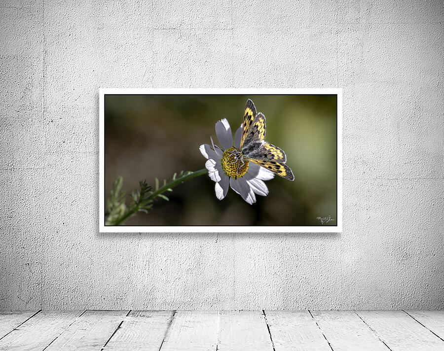 Daisy Supper Wall Preview