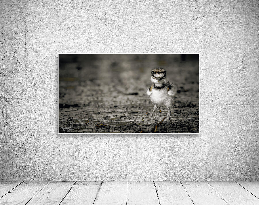 Born Confidence Wall Preview