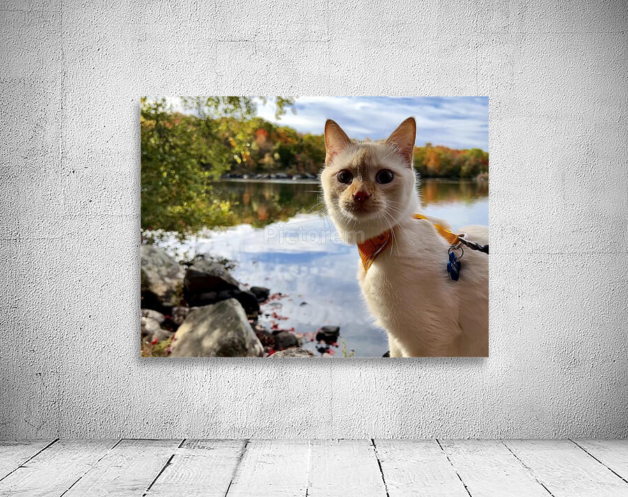 Striking a Cat-ivating Pose  Wall Preview