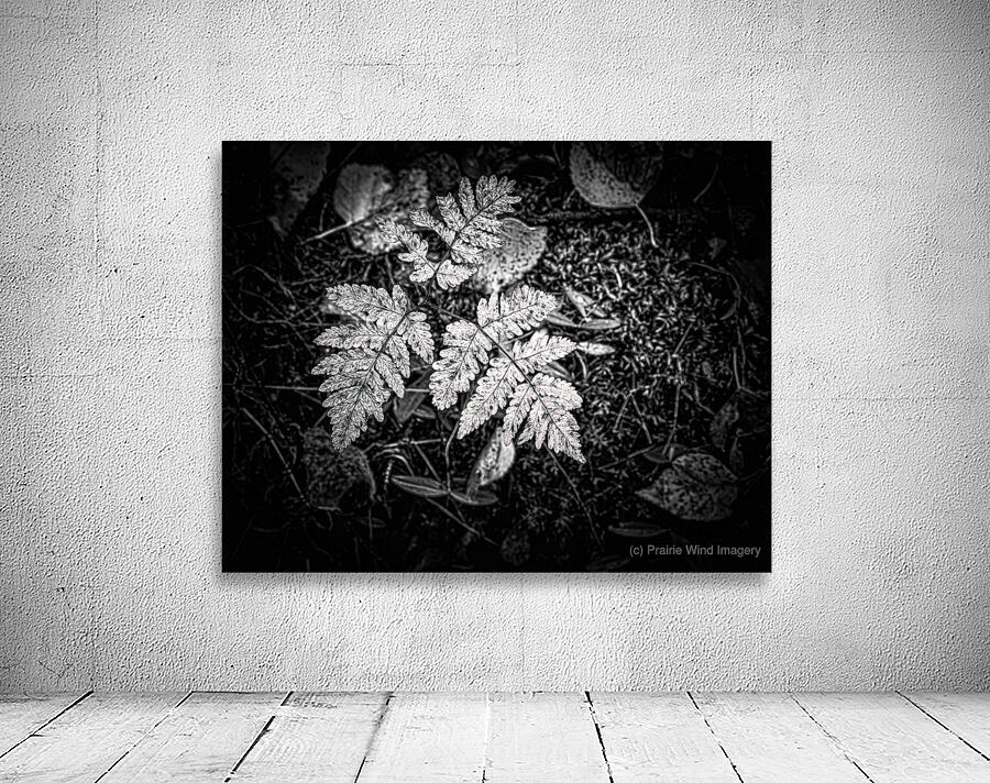 Ghost Fronds B W Wall Preview