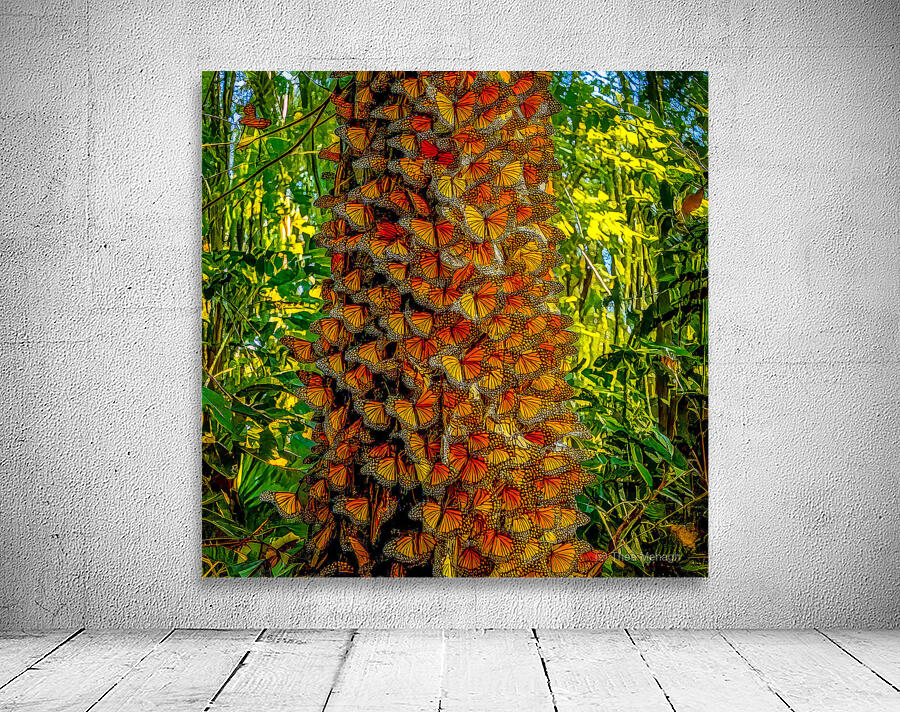 Monarchs Glad to be Home Wall Preview