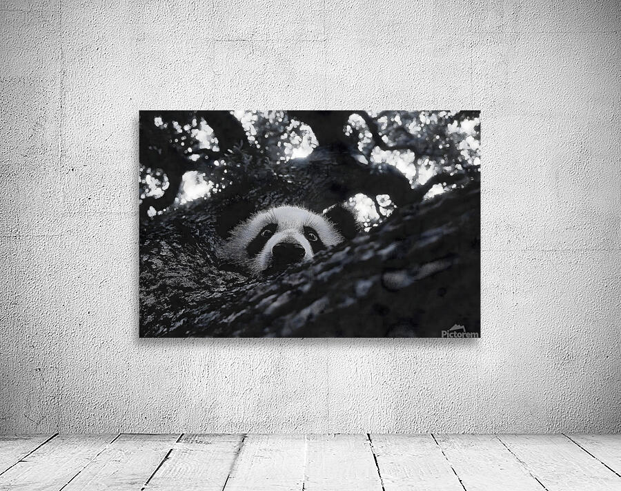 Peek-A-Boo – Panda Portrait Print Wall Preview