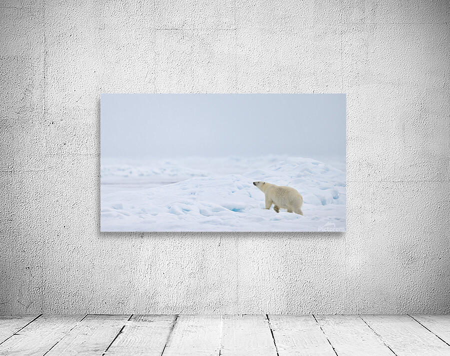 EMPRESS OF THE ARCTIC 8 Wall Preview