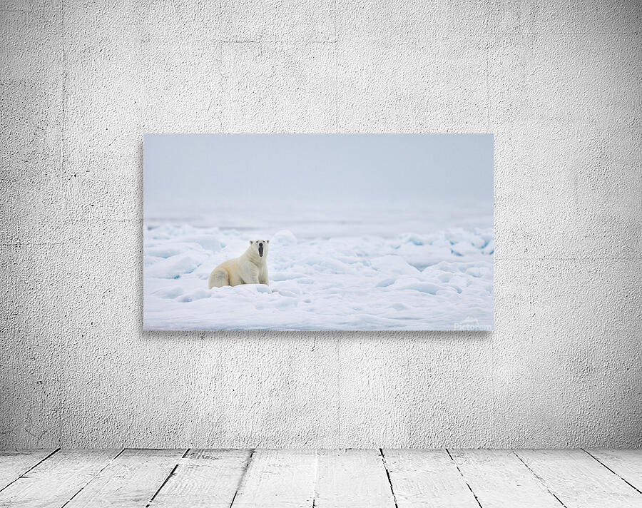 EMPRESS OF THE ARCTIC 7 Wall Preview