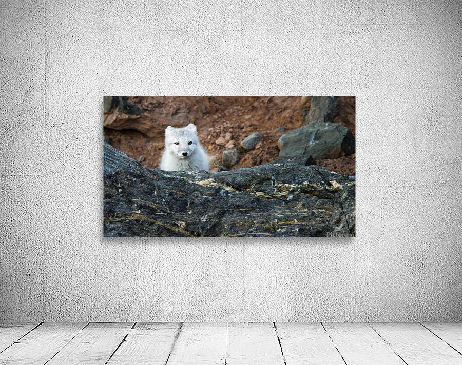 THE QUIET HUNT Wall Preview