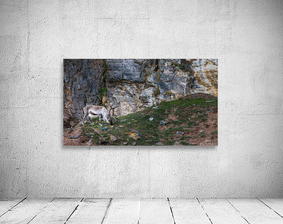 SANTAS REINDEER Wall Preview