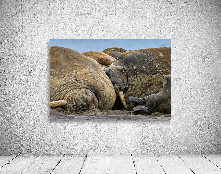 WHAT ARE YOU LOOKING AT Wall Preview