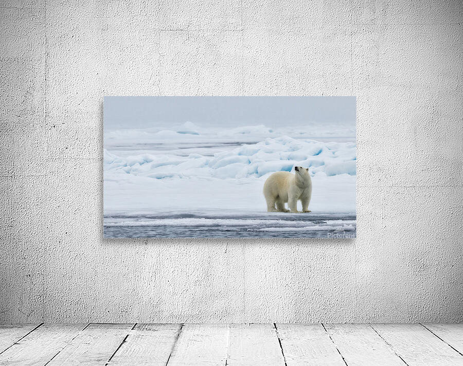 EMPRESS OF THE ARCTIC 2 Wall Preview