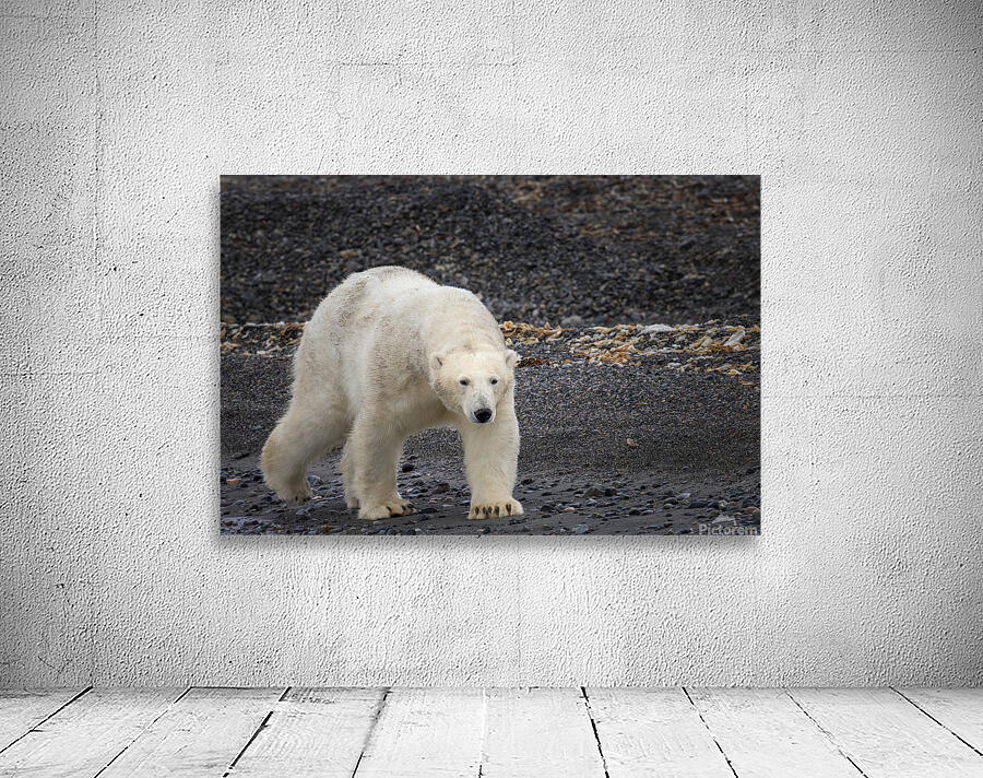 ARCTIC MAJESTY Wall Preview