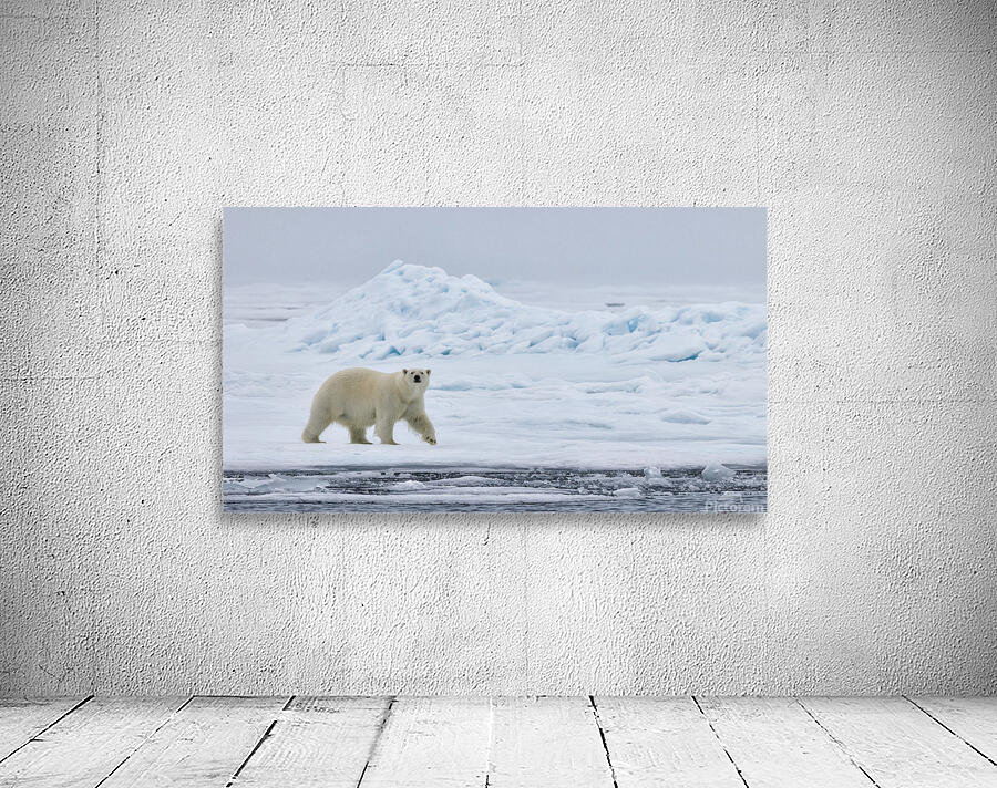 EMPRESS OF THE ARCTIC 4 Wall Preview