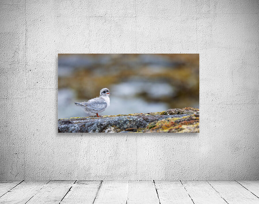 ADOLESCENCE IS AWKWARD Wall Preview