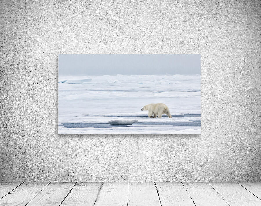 EMPRESS OF THE ARCTIC 9 Wall Preview