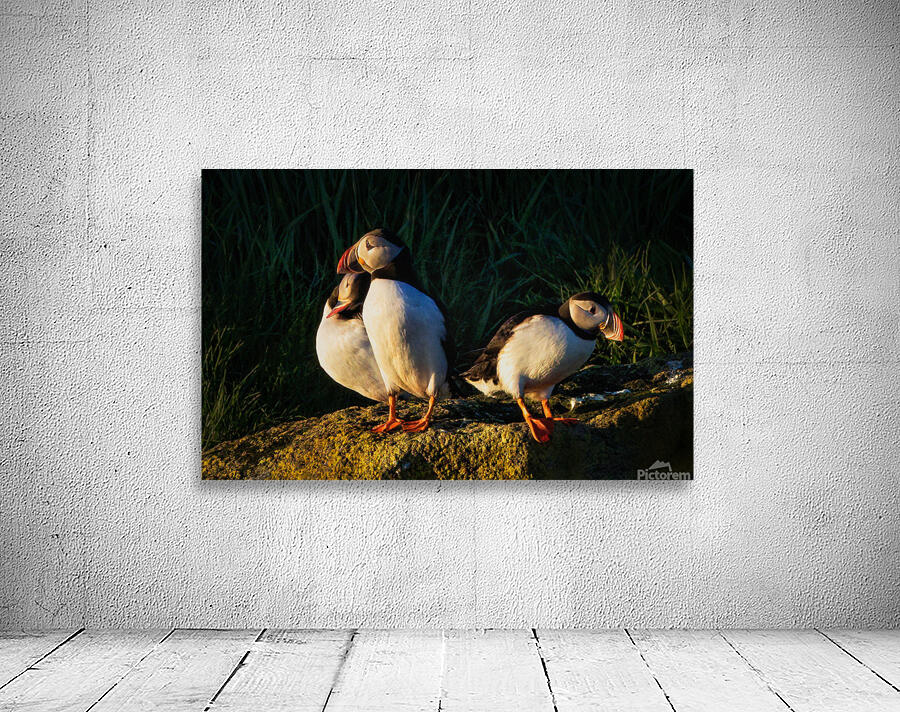NORTH ATLANTIC PUFFINS Wall Preview