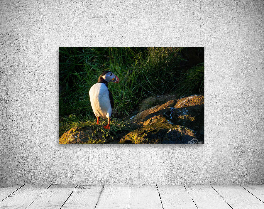 NORTH ATLANTIC PUFFIN Wall Preview