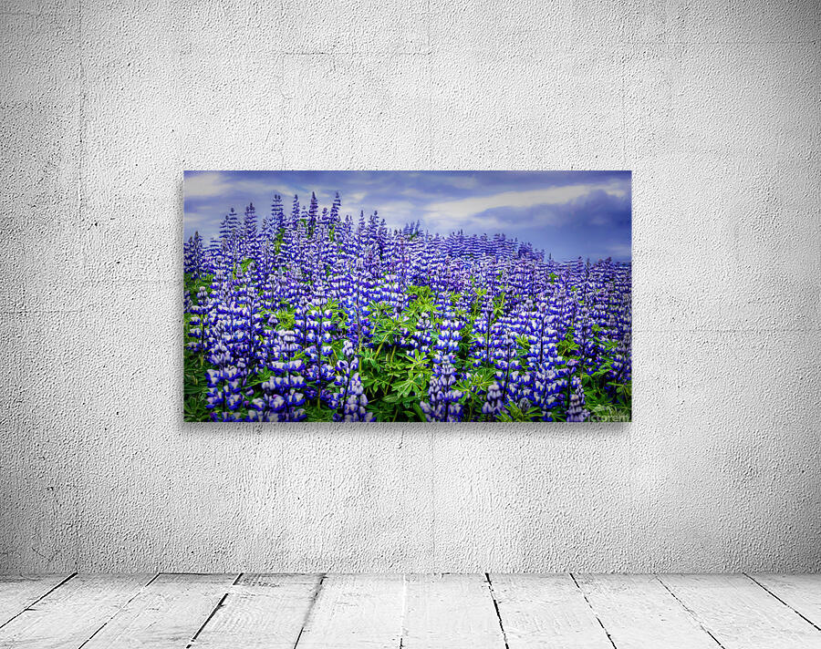 LUPINE Wall Preview