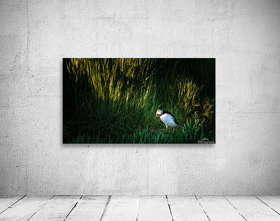 PUFFIN ON A STROLL Wall Preview